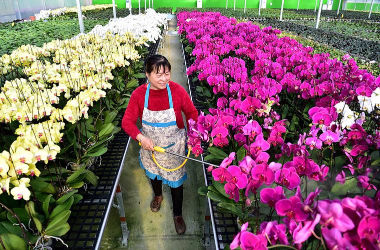 围绕苗木花卉产业资源优势,引导当地企业,合作社从事特色花卉种植产业