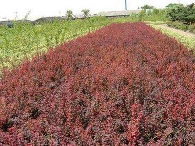 青州市 花卉苗木园艺场官方-紫叶李、熏衣草价格、一串红批发、红叶李基地、卫矛种植基地、红叶碧桃基地、