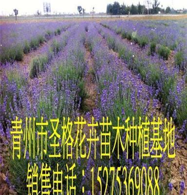 衢州熏衣草种植基地青州市圣格花卉苗木专业合作社
